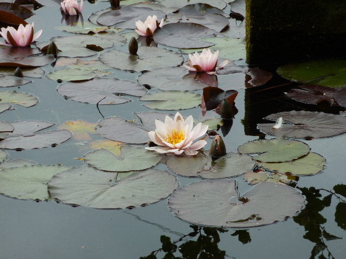 Seerosen / water lilies