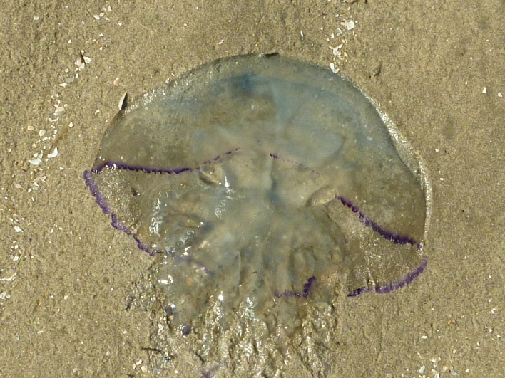 blaue Qualle / a blue jellyfish