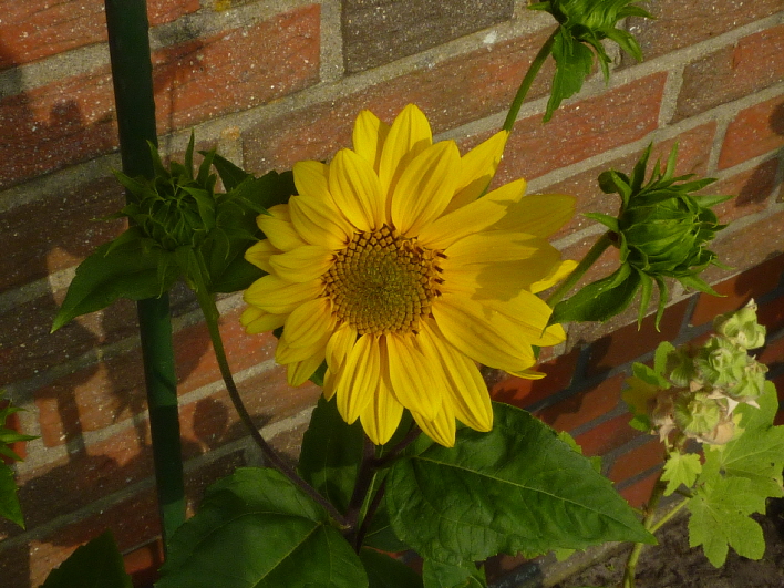 Sonnenblume / sun flower