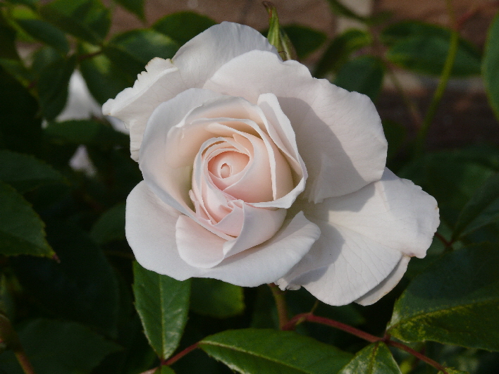 Weiße Rose / white rose