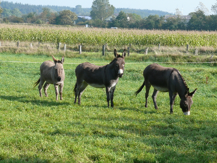 Esel kurz vor dem Ausritt / donkeys short before going on a trip