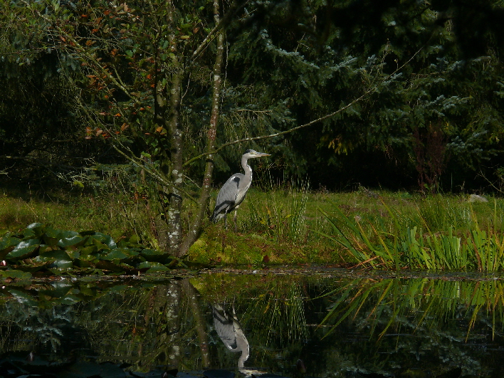 Graureiher am versteckten See / gray heron at a hidden lake