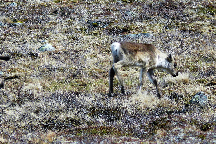 junges Rentier gesehen in Norwegen / reindeer foal seen in Norway