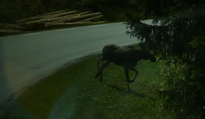 Elch im letzten Moment. Norwegen / an elk seen in the last momnet passing the road