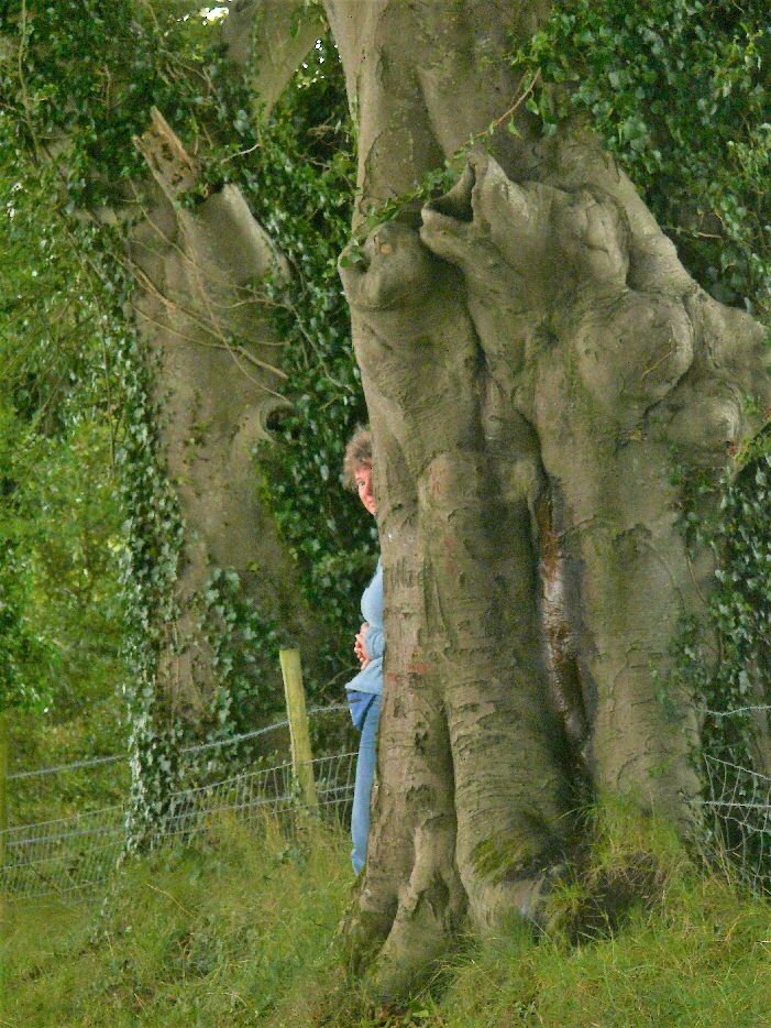 versteckt hinter einem Baum der DARK HEDGES, Nordirland / hidden after a tree of the DARK HEDGES, Northern Ireland