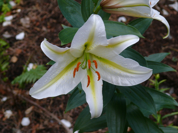 Trompetenblume / trumpet flower