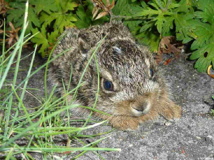 Hasennachwuchs in unserem Garten / a little brown hare under a bush in our garden