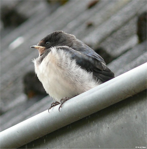 Schwalbe wartet auf Futter / a young swallow waiting for food