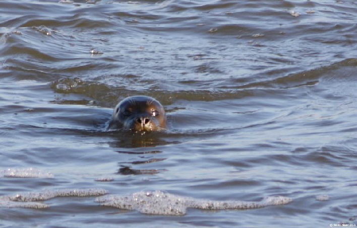 Robbe im Salzwasserbecken bei Lütt Moor Siel / a sea lion searching his way out
