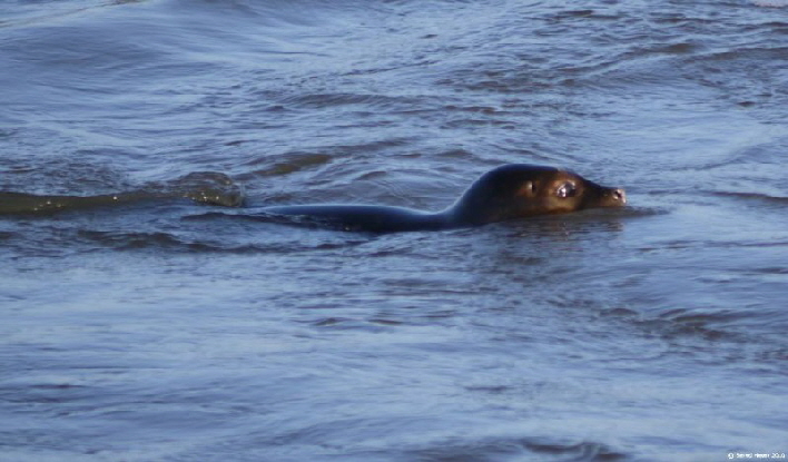 Robbe im Beltringharder Koog Salzwasserbecken / a sea lion searching for fish