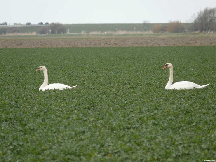 zwei Schwäne umringt von Futter / two swans with lof of food around