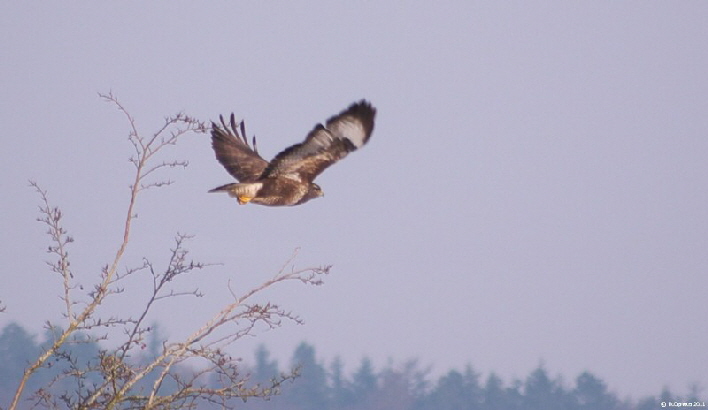 Bussard / a buzzard showing its wings