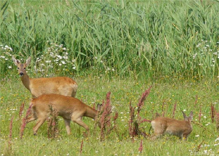 Rotwild / red deer enjoying the grass on a hidden meadow