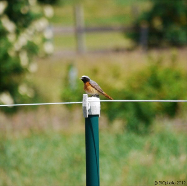 Gartenrotschwanz (männlich) / a male redstart sitting on a pole
