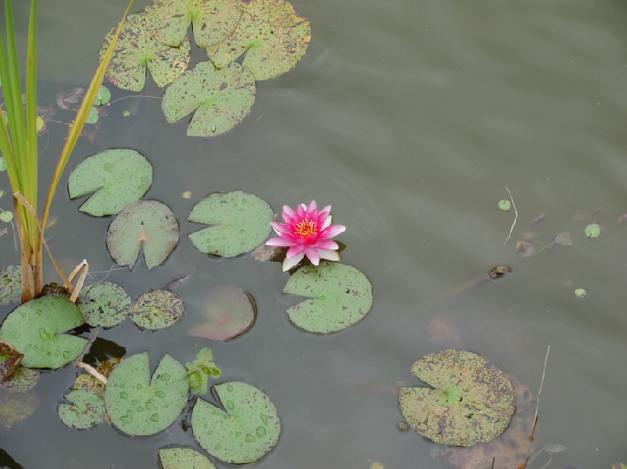 Seerose / a water lily