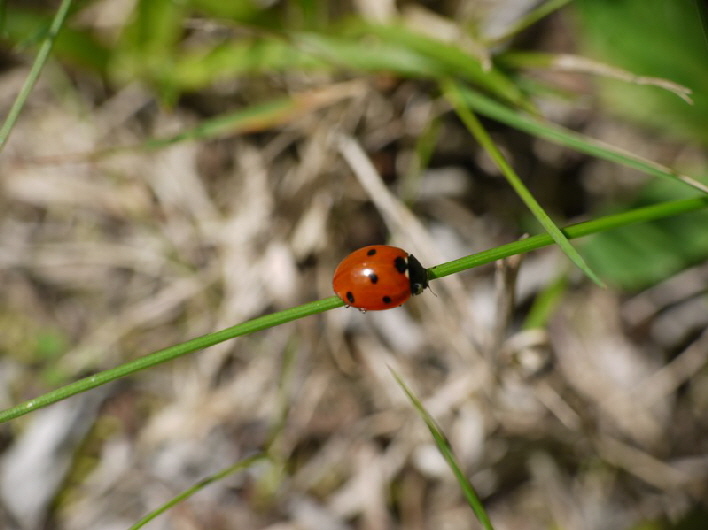 Marienkäfer / lady bug