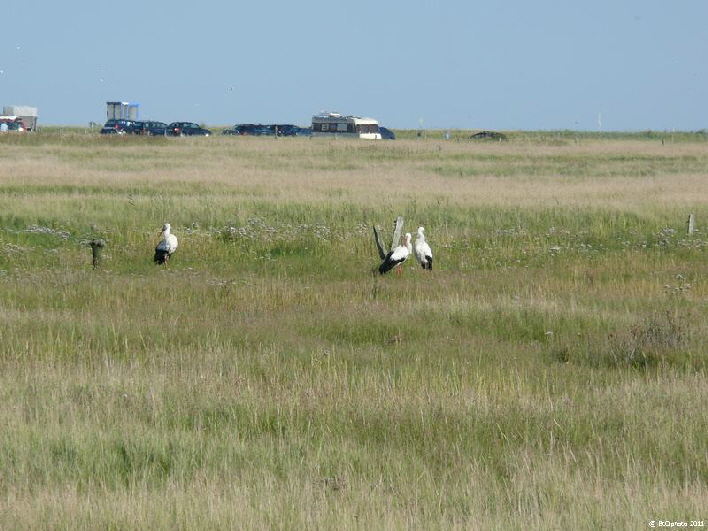 Störche / storks on a meadow near the beach of St.Peter-Bad