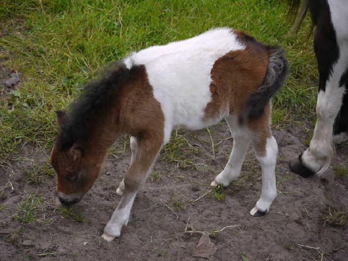 Ein Pinto Fohlen / a little Pinto foal