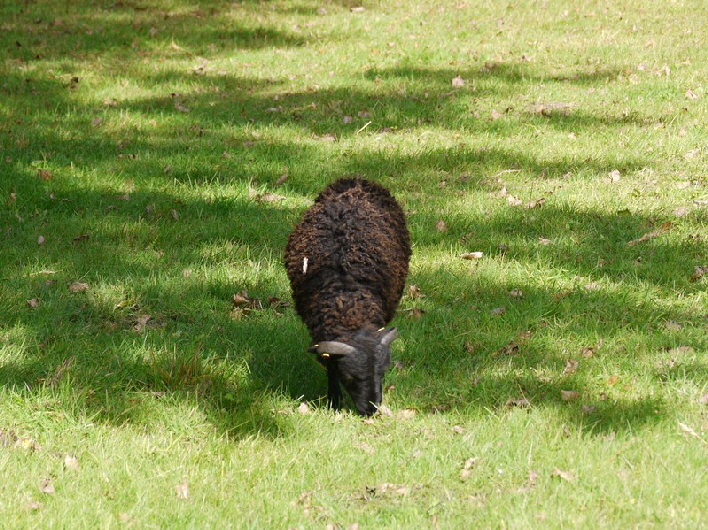 Das kleinste Schaf mit Haaren / a Quessant sheep